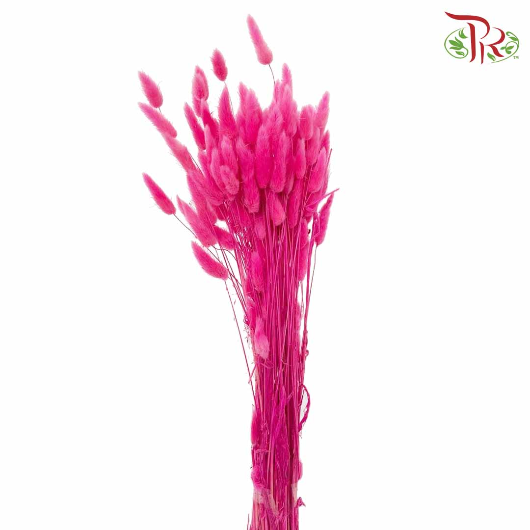 Dry Lagurus (Bunny Tails) - Cherry Pink - Pudu Ria Florist Southern