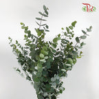 Eucalyptus Cinerea - Pudu Ria Florist Southern