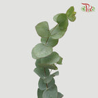 Eucalyptus Cinerea - Pudu Ria Florist Southern