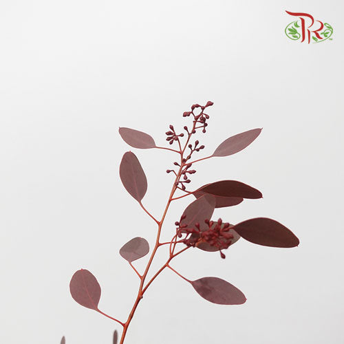 Eucalyptus Populus Berry Red (Per Bundle) - Pudu Ria Florist Southern