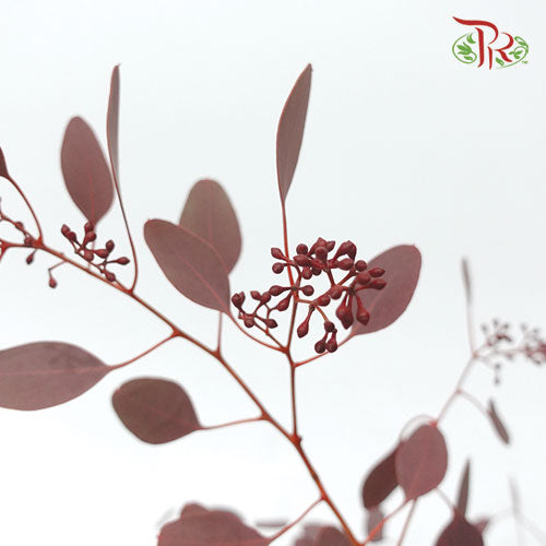 Eucalyptus Populus Berry Red (Per Bundle) - Pudu Ria Florist Southern