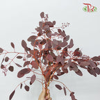 Eucalyptus Populus Berry Red (Per Bundle) - Pudu Ria Florist Southern
