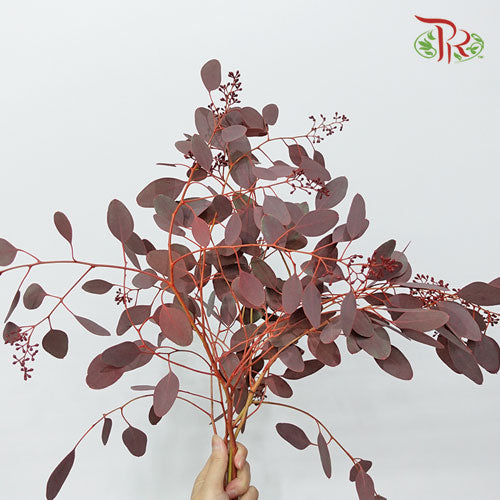 Eucalyptus Populus Berry Red (Per Bundle) - Pudu Ria Florist Southern