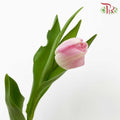 Tulip Light Pink (8-9 Stems) - Pudu Ria Florist Southern