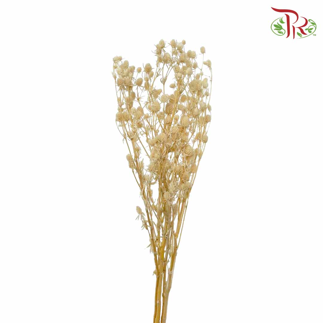 Dry Eryngium Natural - Pudu Ria Florist Southern