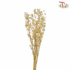 Dry Eryngium Natural - Pudu Ria Florist Southern