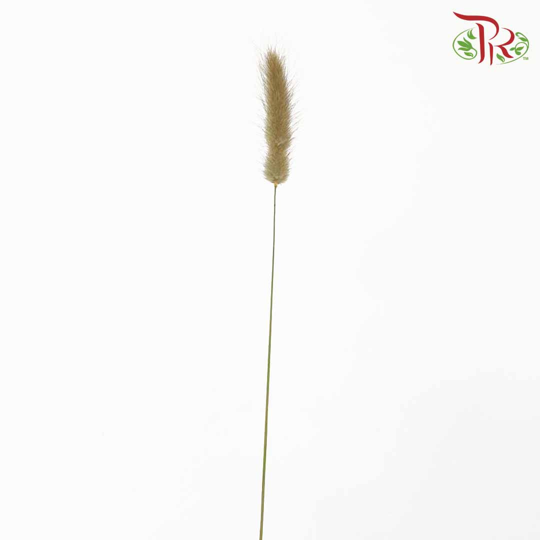 Dry Lagurus (Bunny Tails) - Natural - Pudu Ria Florist Southern