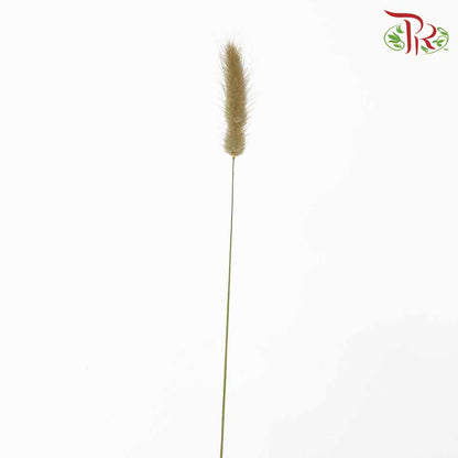 Dry Lagurus (Bunny Tails) - Natural - Pudu Ria Florist Southern