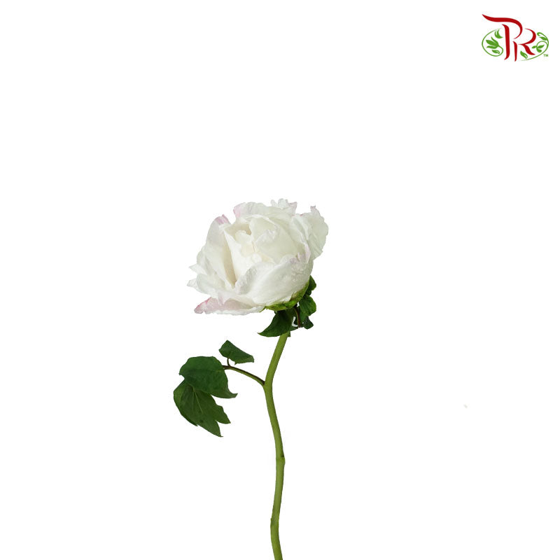 Tree Peony white - Pudu Ria Florist Southern