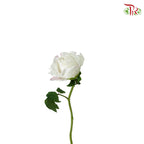 Tree Peony white - Pudu Ria Florist Southern