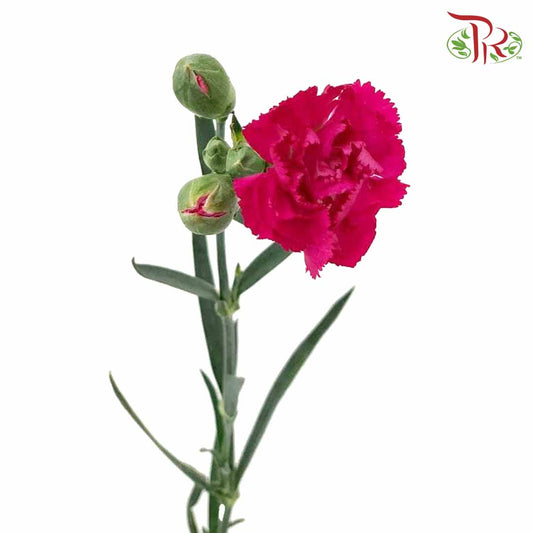 Carnation Spray Cherry Pink (18-20 Stems) - Pudu Ria Florist Southern