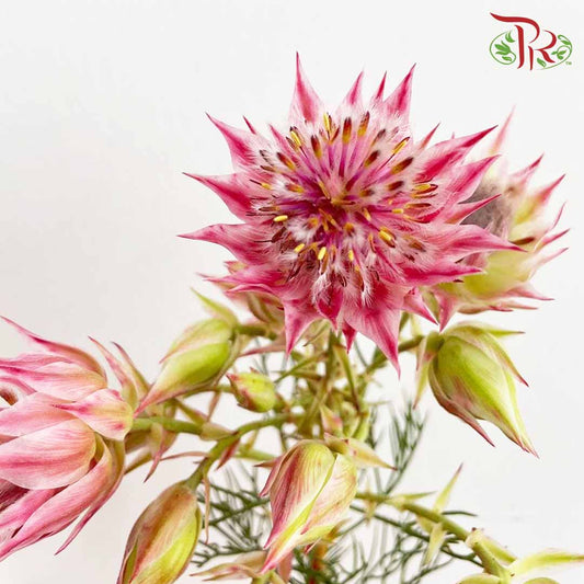 Blushing Bride Pink - Pudu Ria Florist Southern