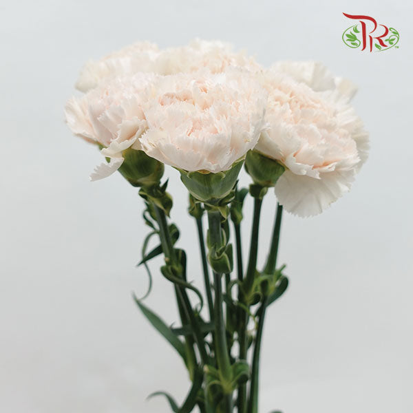 Carnation Brut (8-10 Stems) - Pudu Ria Florist Southern