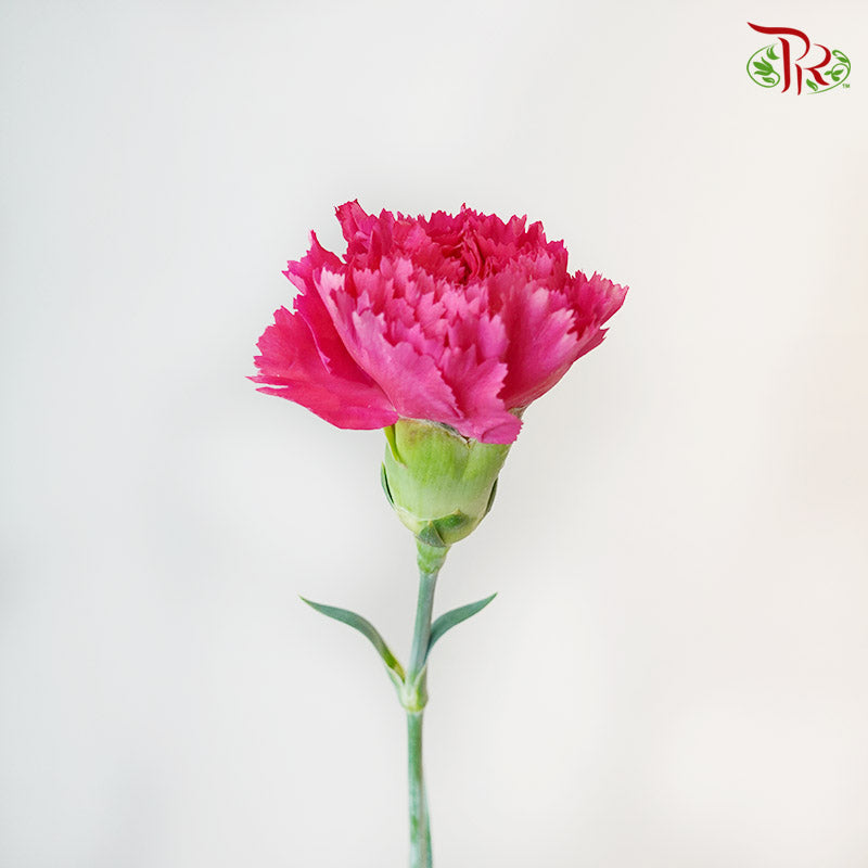 Carnation Bombay 18-20 Stems - Pudu Ria Florist Southern