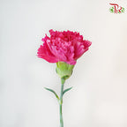 Carnation Bombay 18-20 Stems - Pudu Ria Florist Southern