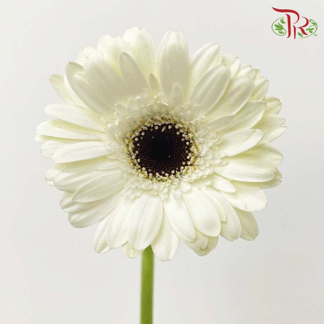 Gerbera White (8-10 Stems) - Pudu Ria Florist Southern