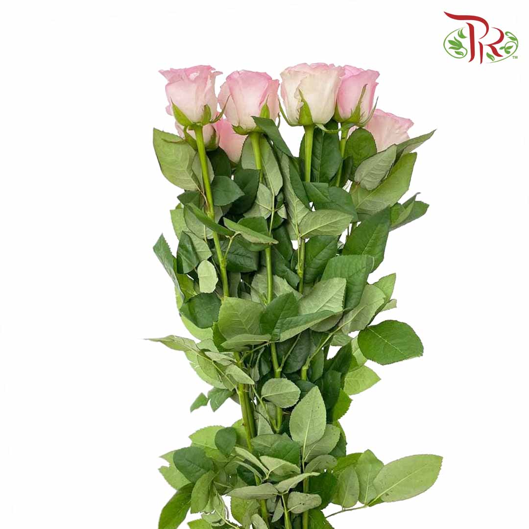 Rose Roselle (8-10 Stems) - Pudu Ria Florist Southern