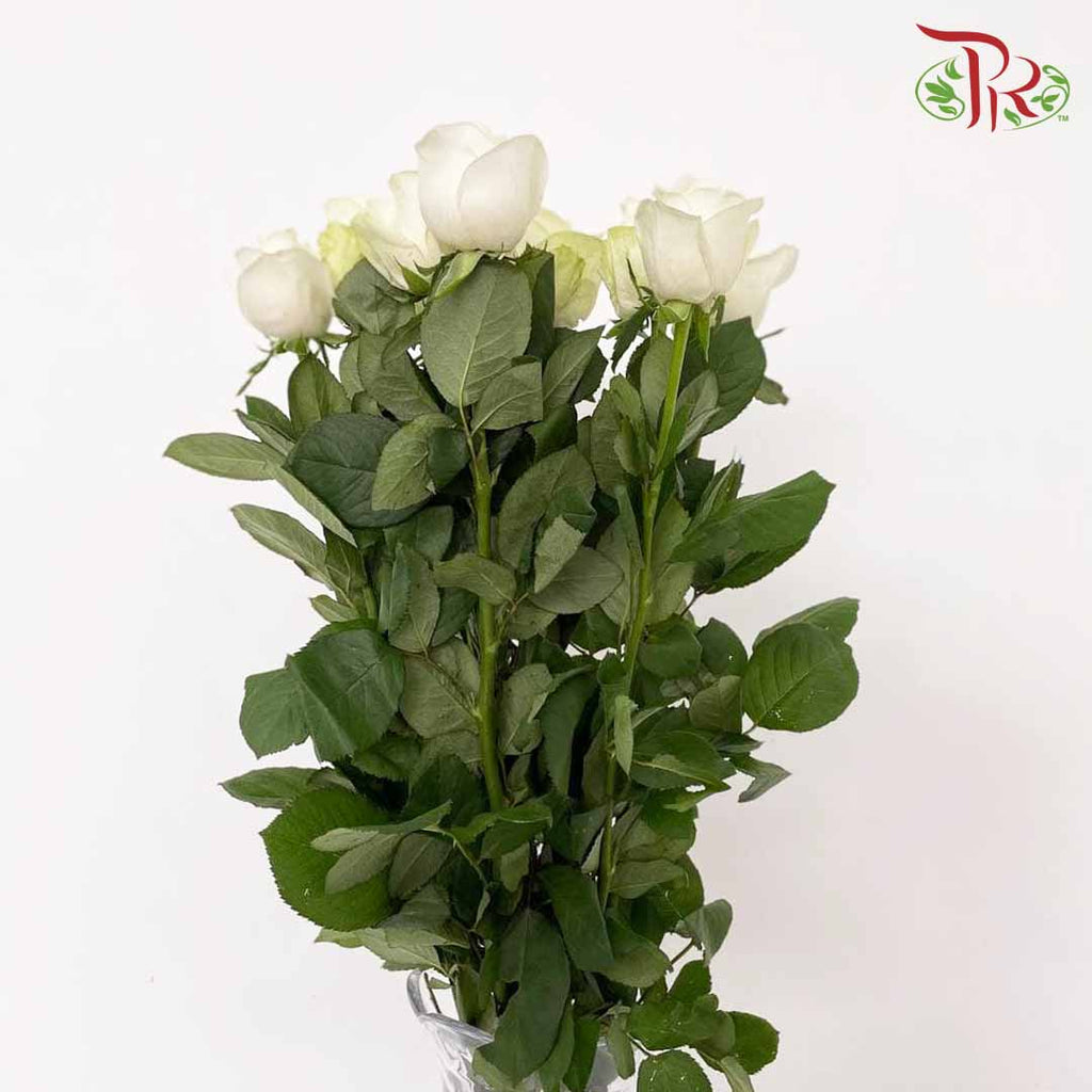 Rose White (8-10 Stems) - Pudu Ria Florist Southern