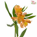 Alstroemeria Orange (9-10 Stems) - Pudu Ria Florist Southern
