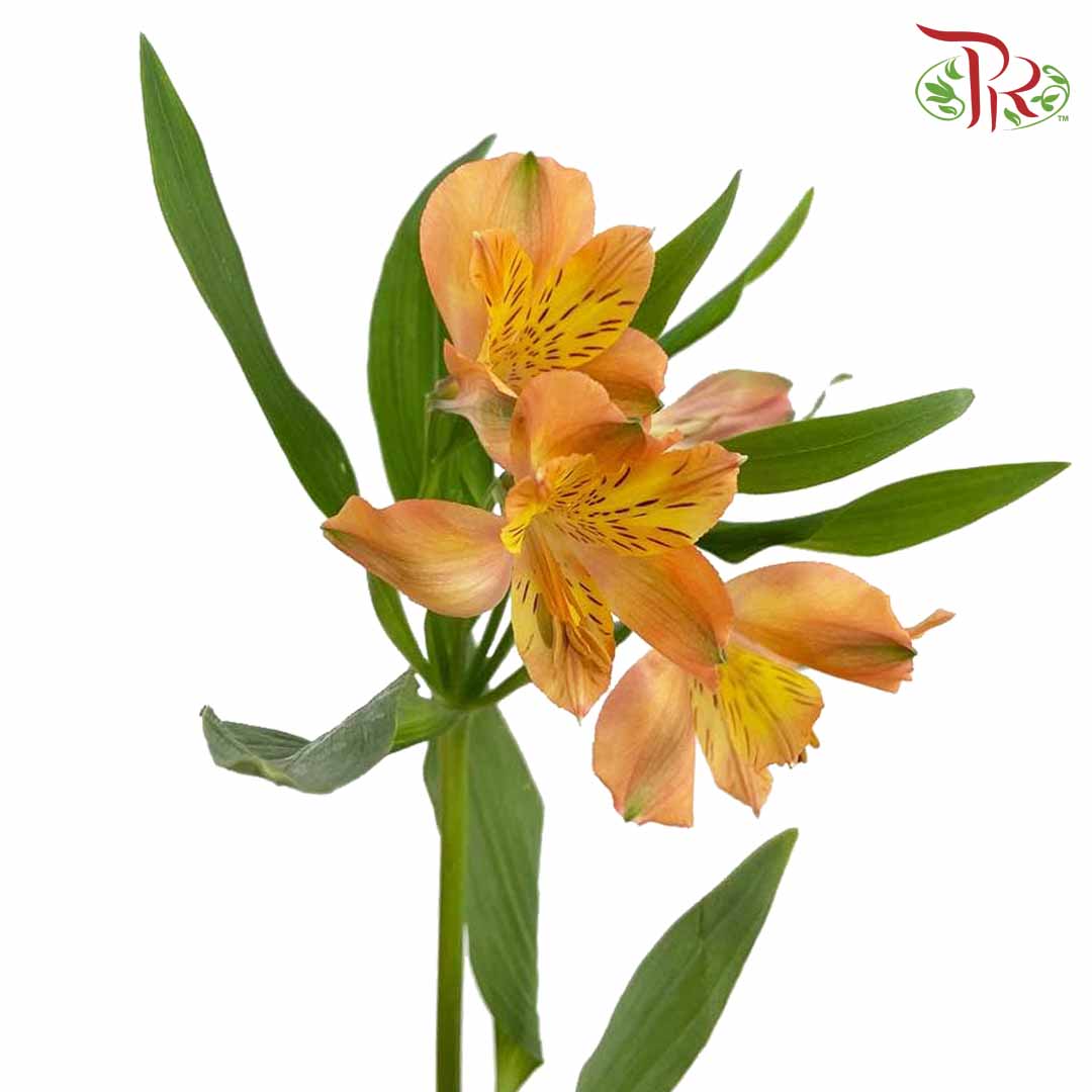 Alstroemeria Orange (9-10 Stems) - Pudu Ria Florist Southern