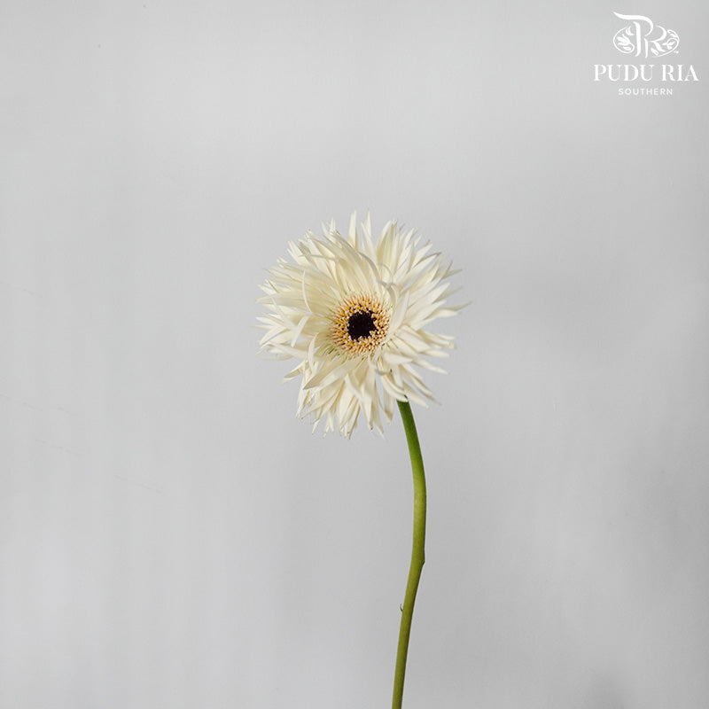 Spider Gerbera Cream (5 Stems) - Pudu Ria Florist Southern