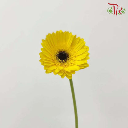 Gerbera Yellow (8-10 Stems) - Pudu Ria Florist Southern