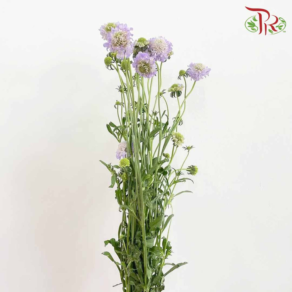 Scabiosa Colour Lilac (Per Bundle) - Pudu Ria Florist Southern