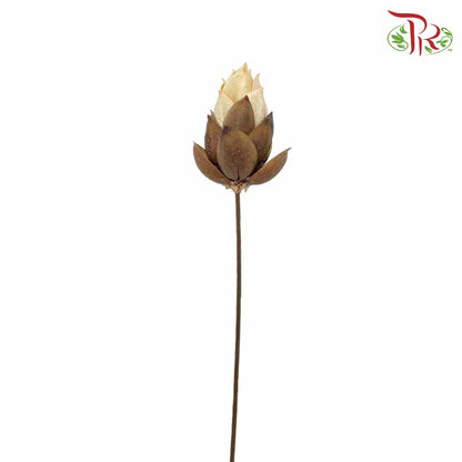 Dry Phoenix Tree Bud - White/Brown - Offer Item - Pudu Ria Florist Southern