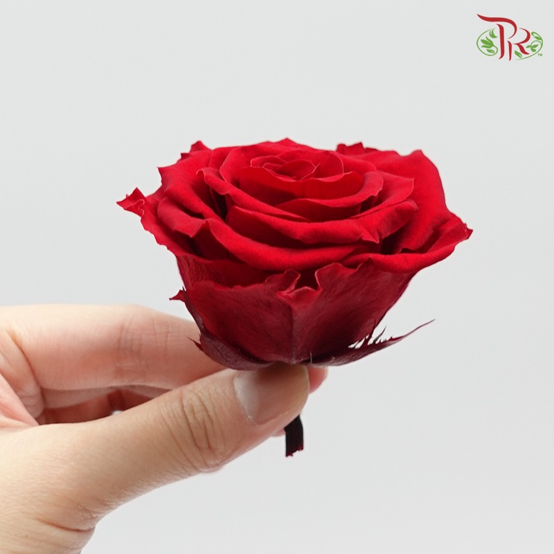 Preservative Full Bloom Rose (6 Blooms) - Ever Red