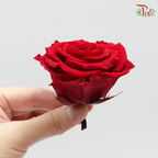 Preservative Full Bloom Rose (6 Blooms) - Ever Red - Pudu Ria Florist Southern