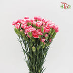 Carnation Spray Cosmo Cherry (18-20 Stems) - Pudu Ria Florist Southern