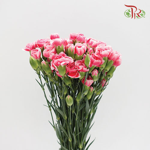 Carnation Spray Cosmo Cherry (18-20 Stems) - Pudu Ria Florist Southern