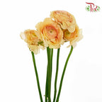 Ranunculus Champagne (5 Stems) - Pudu Ria Florist Southern