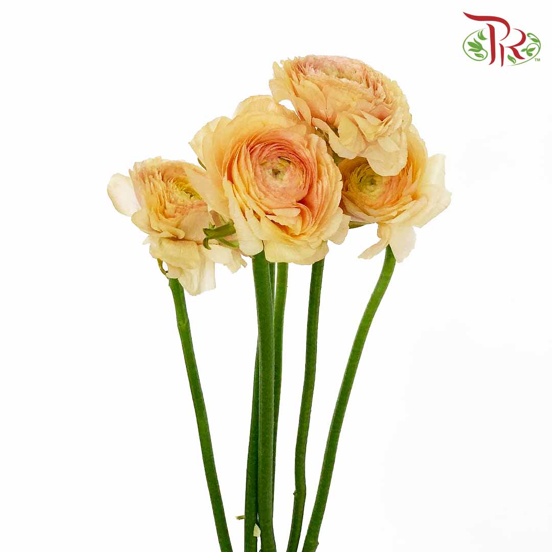 Ranunculus Champagne (5 Stems) - Pudu Ria Florist Southern