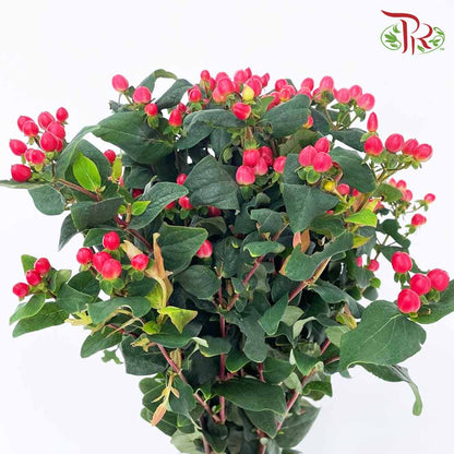 Berry Hypericum Red - Pudu Ria Florist Southern