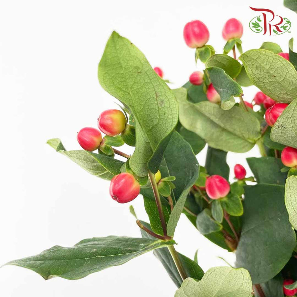 Berry Hypericum Red - Pudu Ria Florist Southern