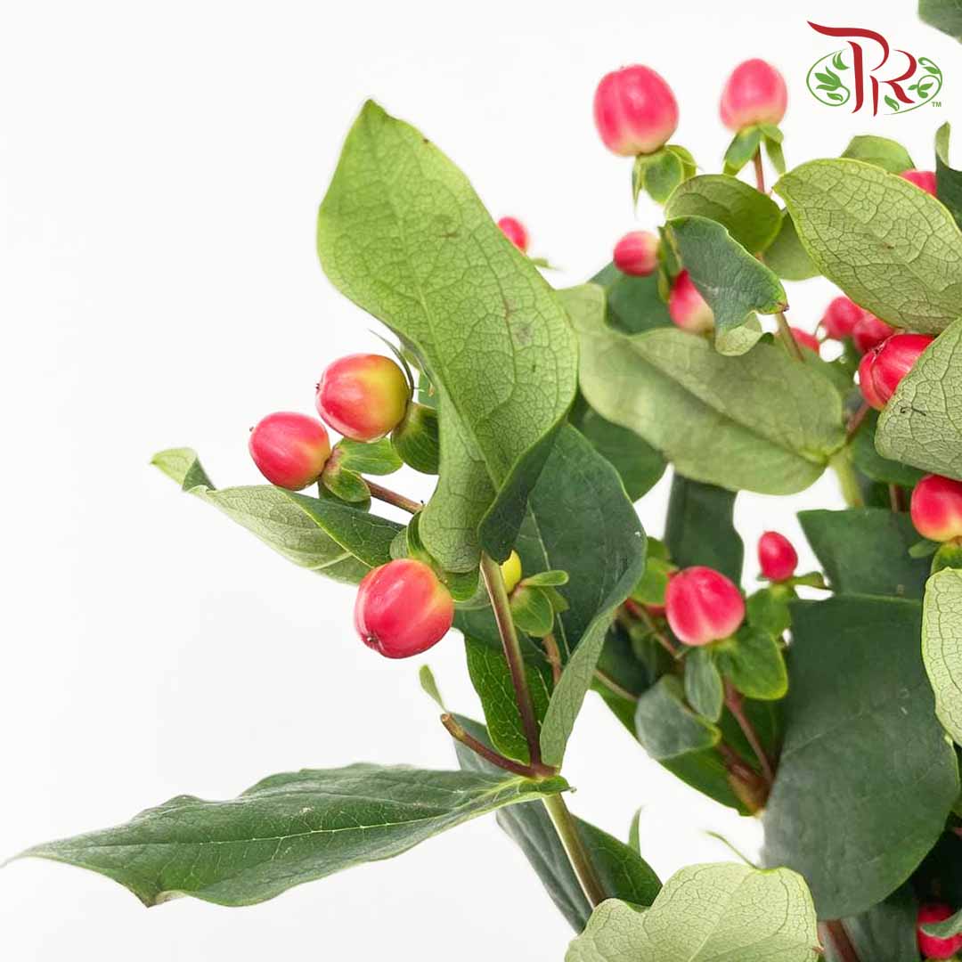 Berry Hypericum Red - Pudu Ria Florist Southern