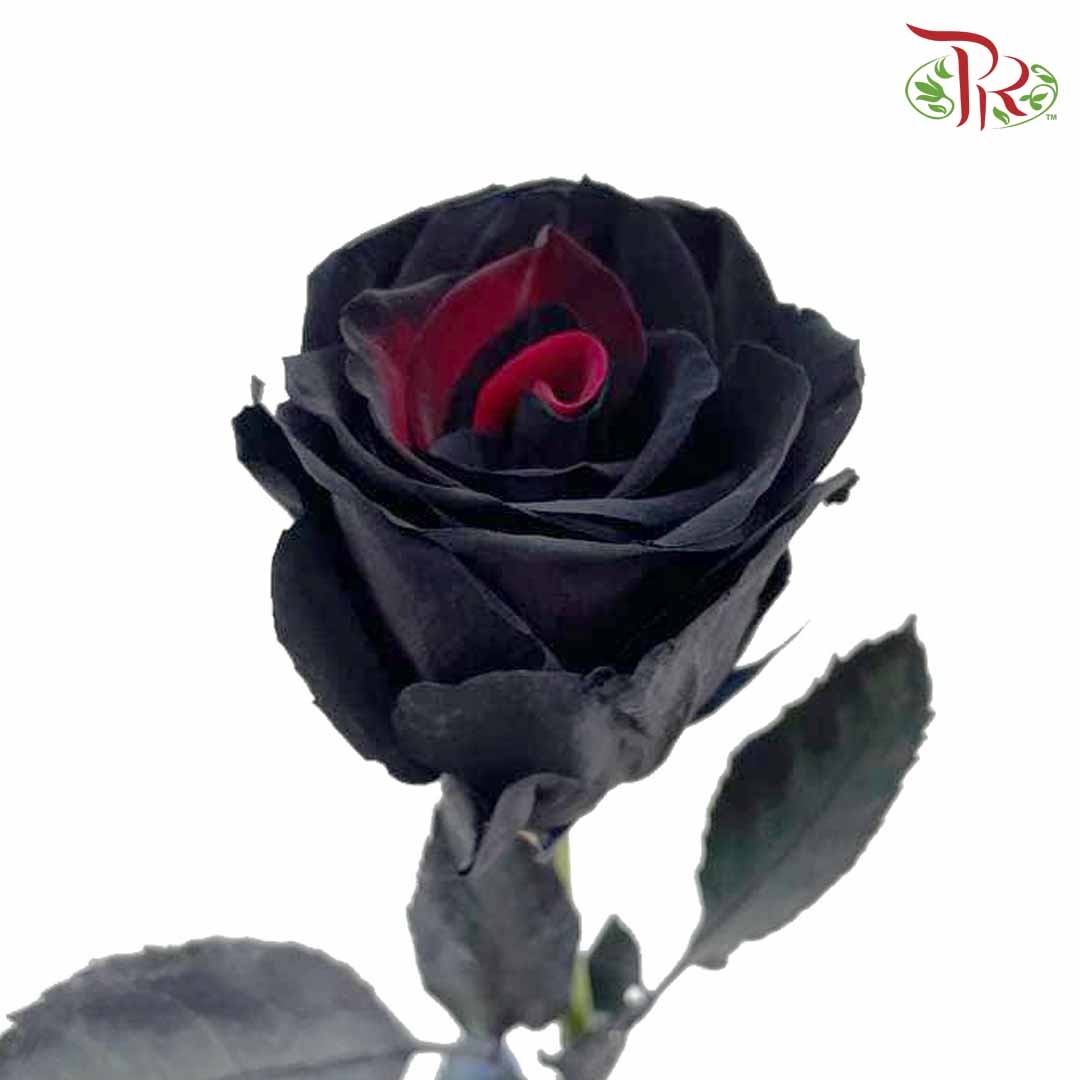 Rose Mondial Dyed Black (8-10 Stems) - Pudu Ria Florist Southern