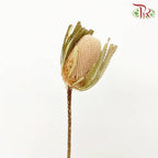 Dry Banksia - Pudu Ria Florist Southern