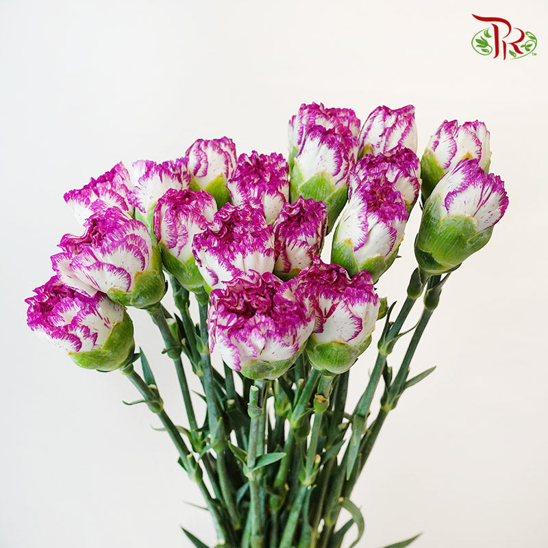 Carnation White/Violet (18-20 Stems) - Pudu Ria Florist Southern