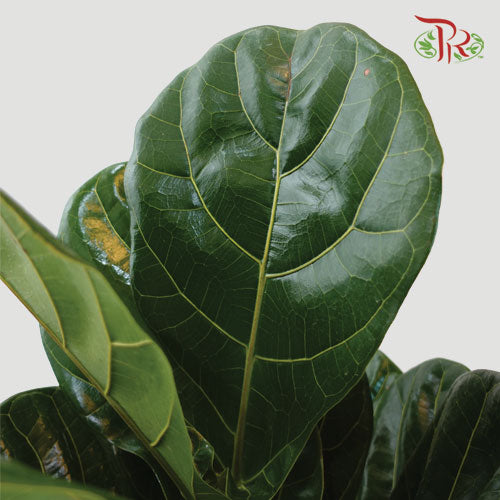 Ficus Lyrata - Pudu Ria Florist Southern