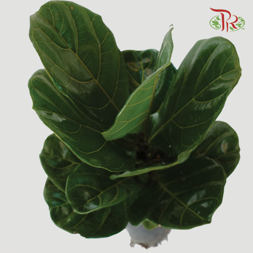 Ficus Lyrata - Pudu Ria Florist Southern