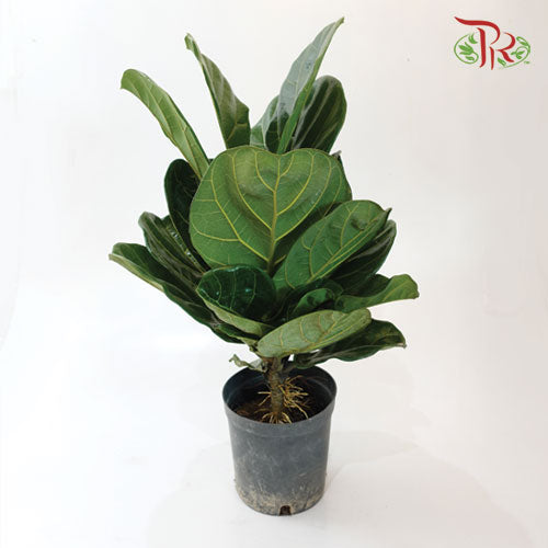 Ficus Lyrata - Pudu Ria Florist Southern