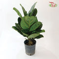 Ficus Lyrata - Pudu Ria Florist Southern
