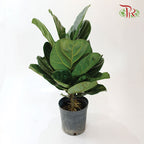 Ficus Lyrata - Pudu Ria Florist Southern