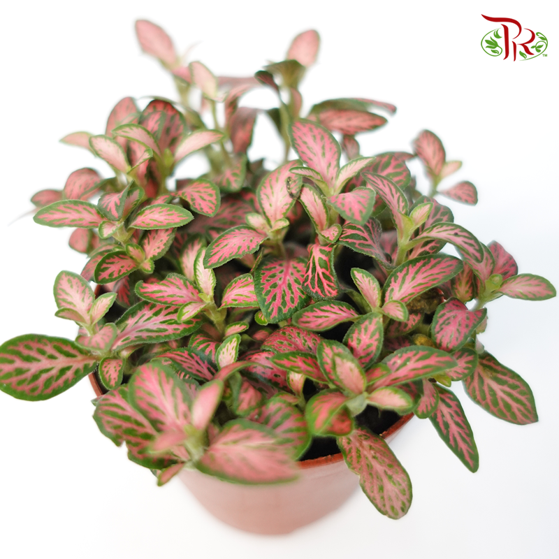 Fittonia - Pudu Ria Florist Southern