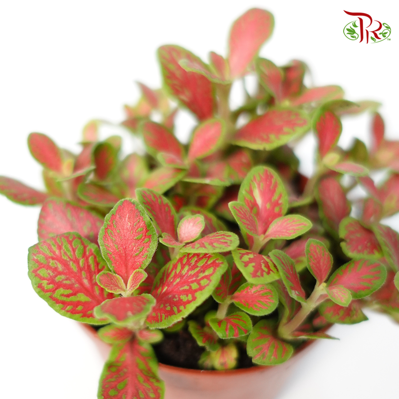 Fittonia - Pudu Ria Florist Southern