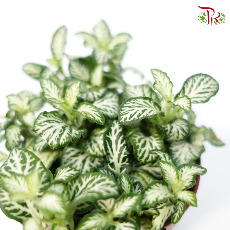 Fittonia - Pudu Ria Florist Southern