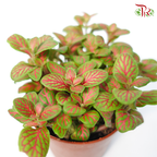 Fittonia - Pudu Ria Florist Southern