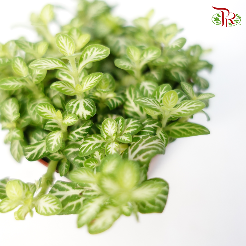 Fittonia - Pudu Ria Florist Southern